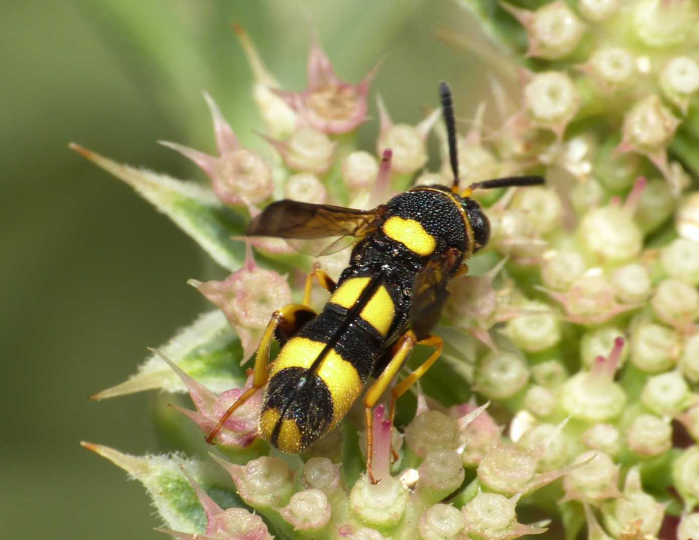 Leucospis di media grandezza: Leucospis cfr. dorsigera